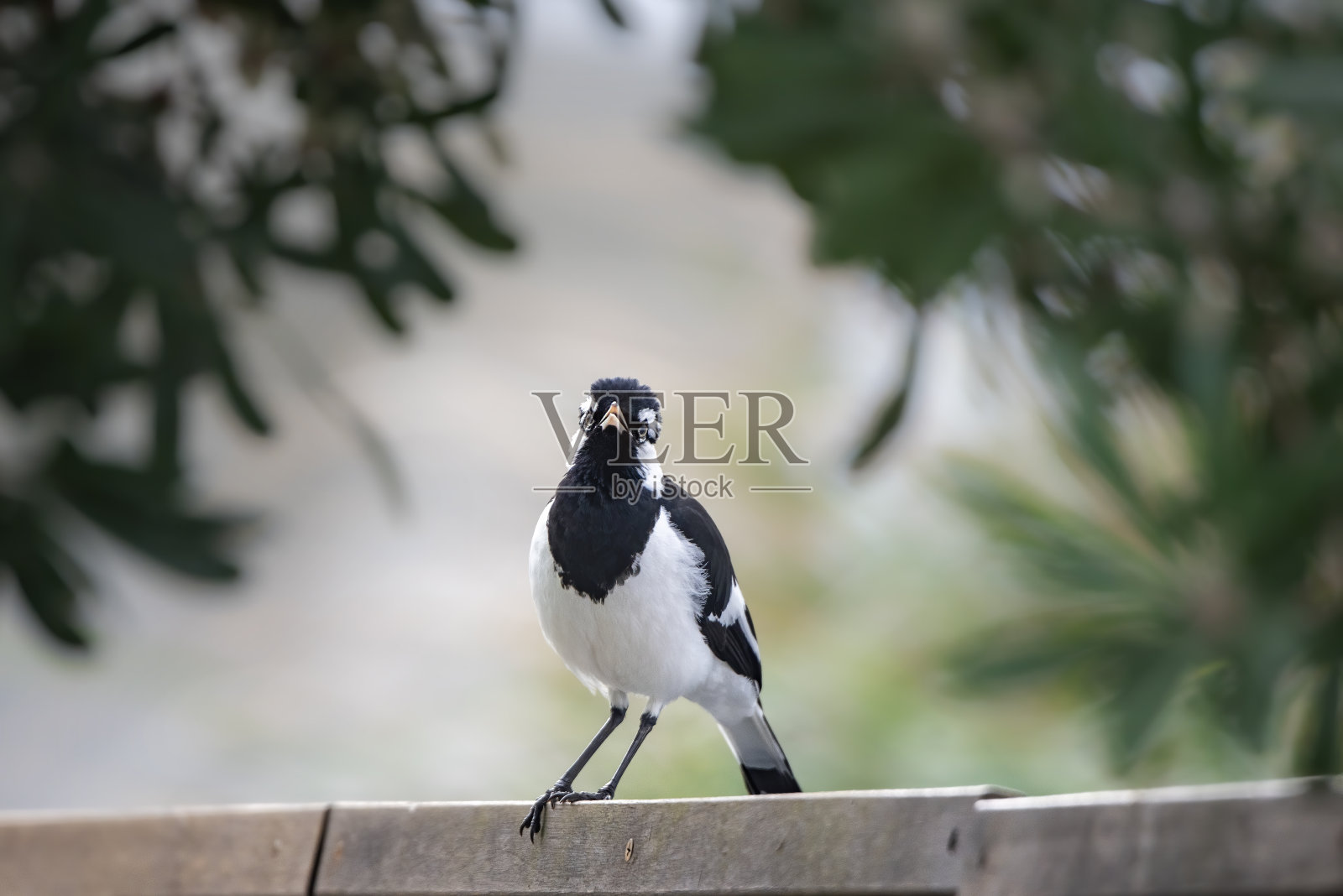 喜鹊云雀，小屁孩，小屁孩照片摄影图片