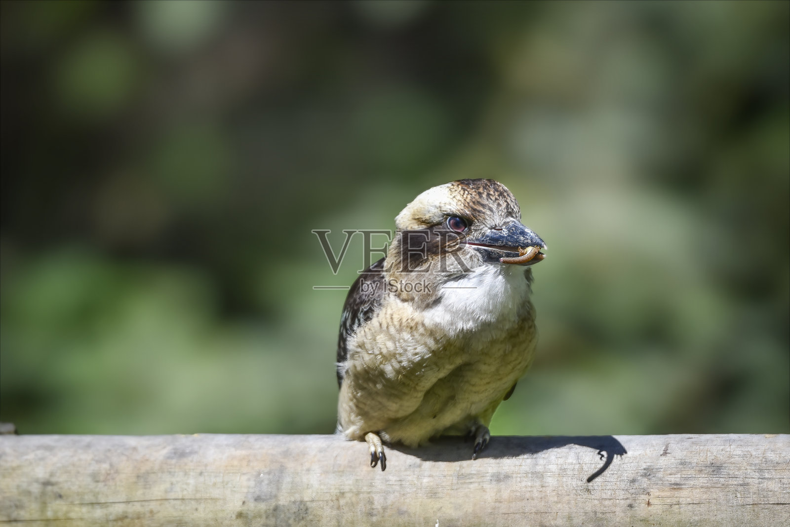 Kookaburra (Dacelo novae几内eae)照片摄影图片
