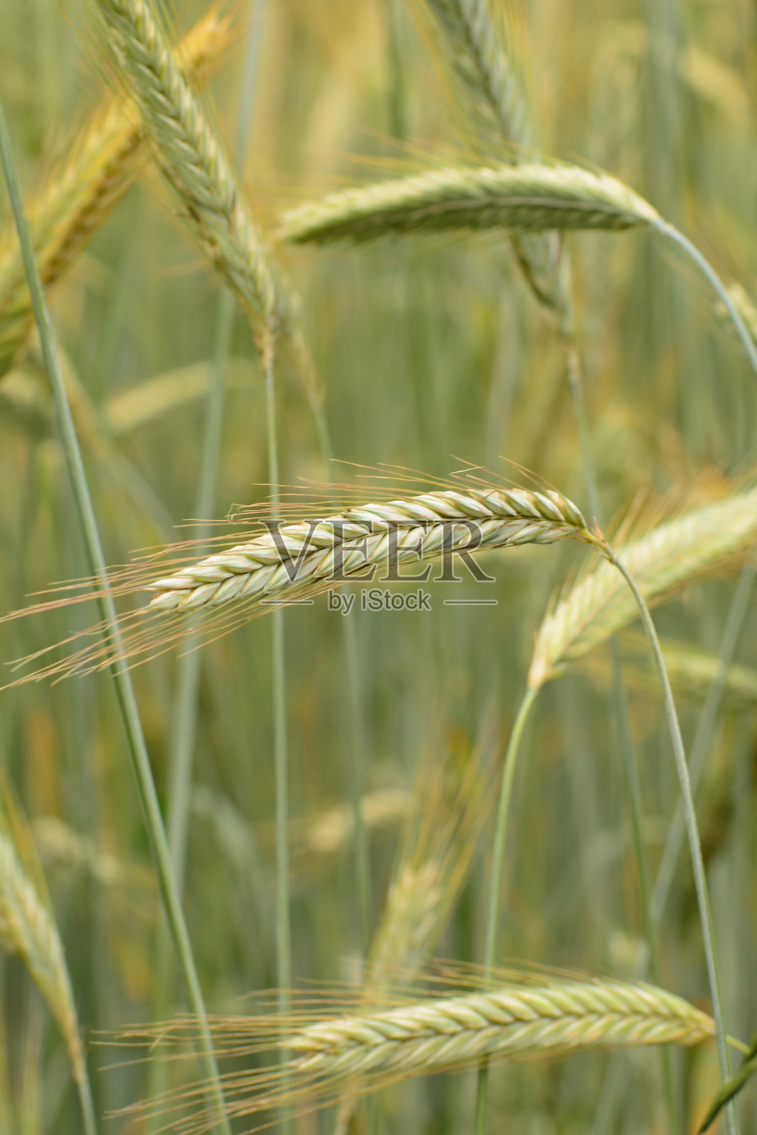 黑麦植物。照片摄影图片