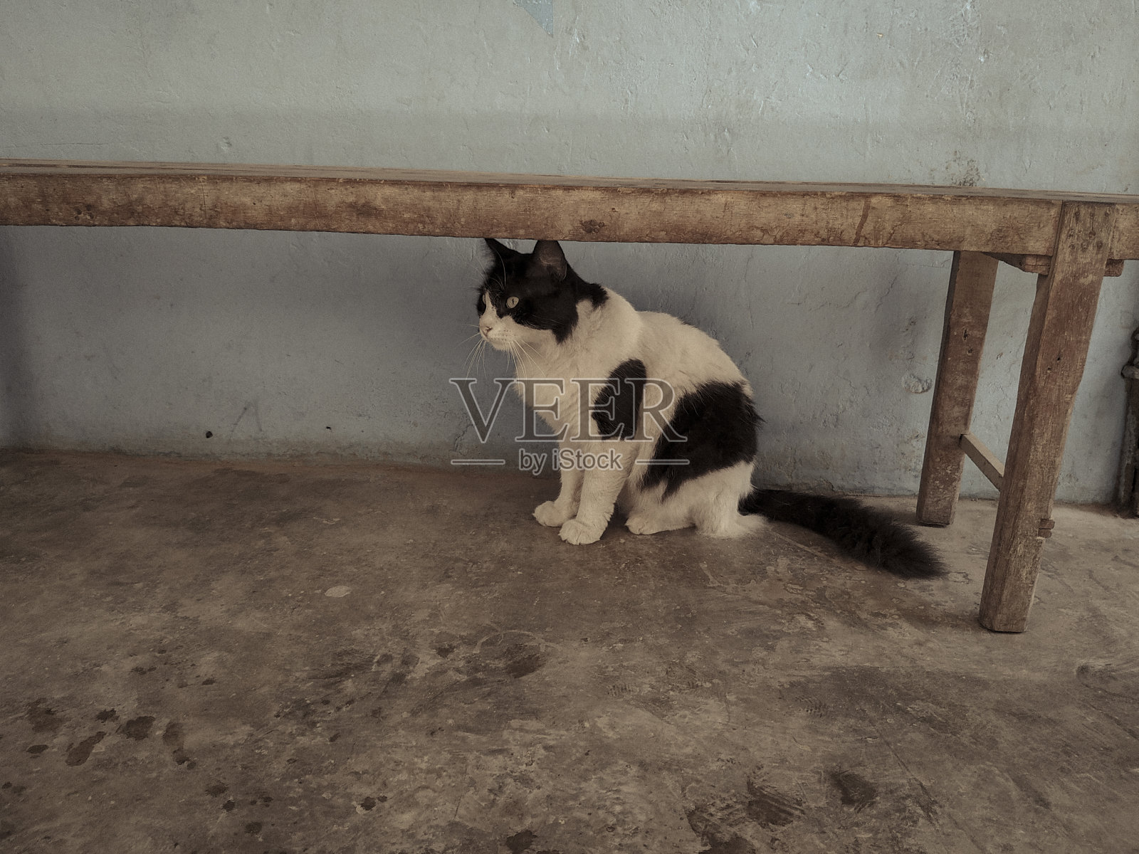 长凳下面有一只黑白相间的猫照片摄影图片
