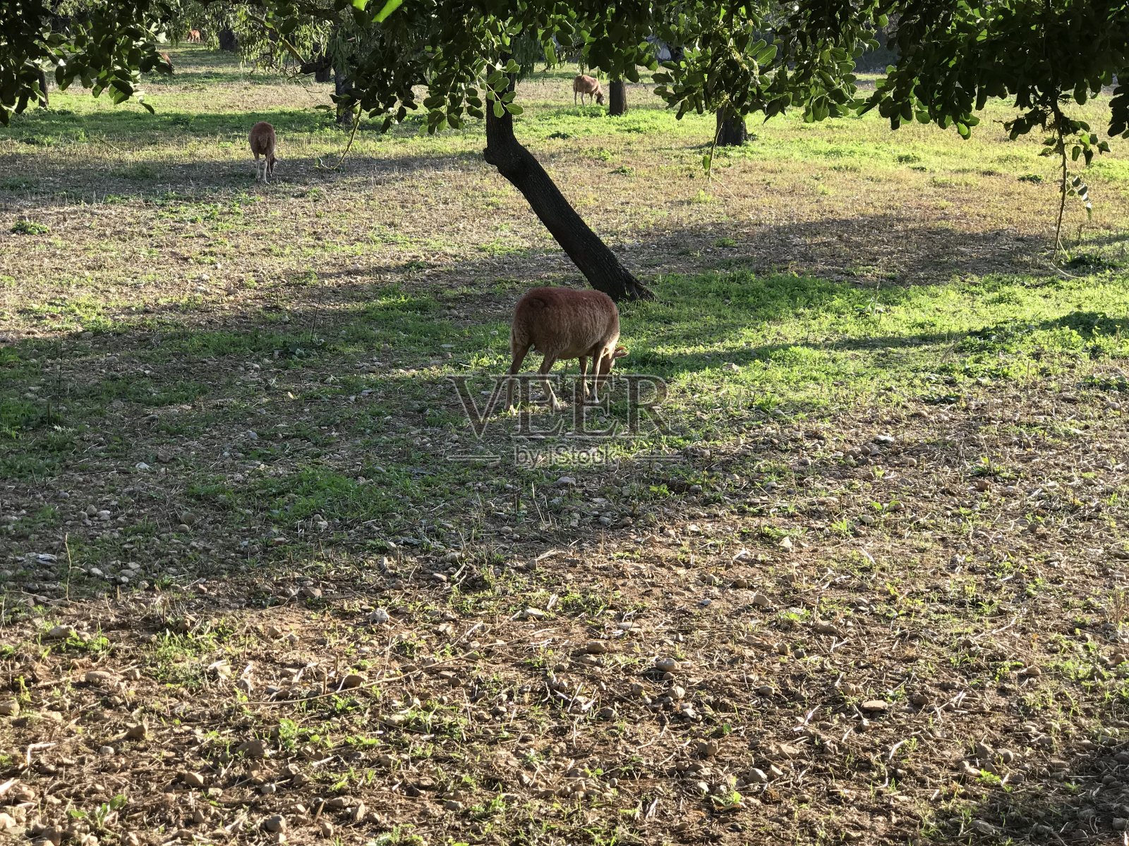 这是Mancor de la Vall村照片摄影图片