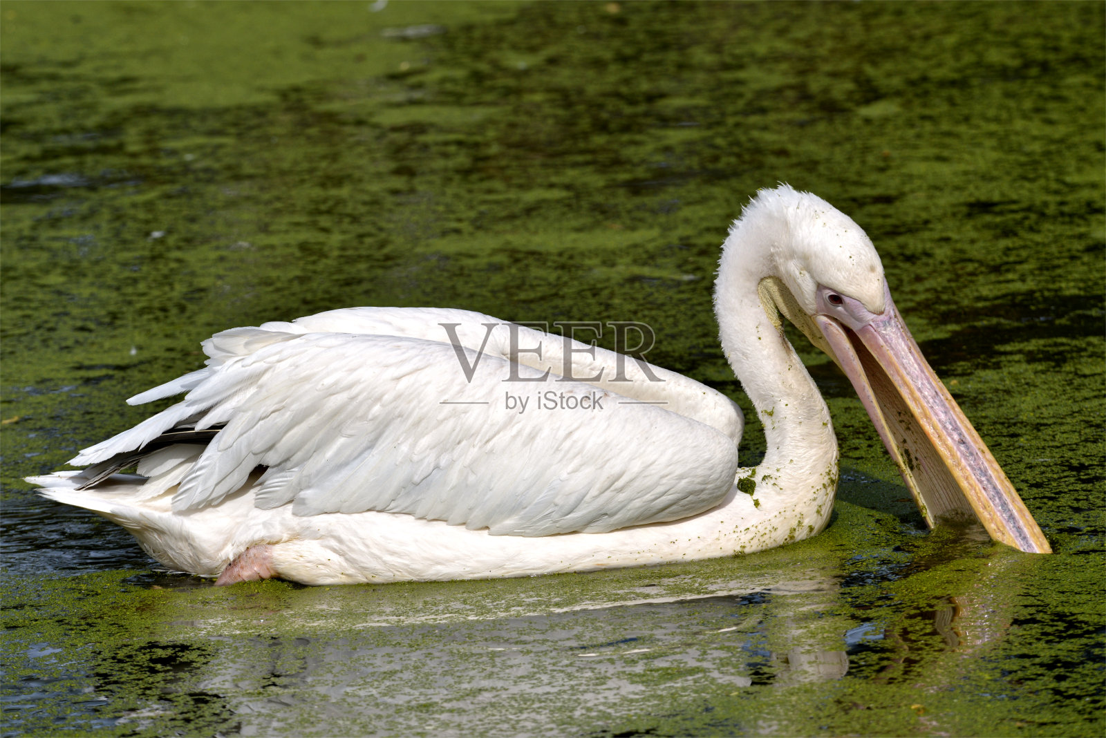 水面上的白鹈鹕照片摄影图片