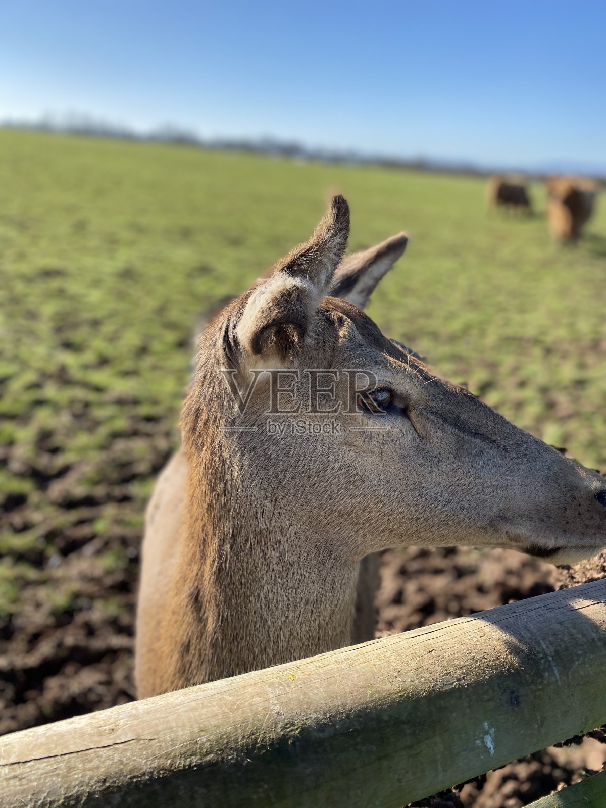 鹿的特写脸照片摄影图片