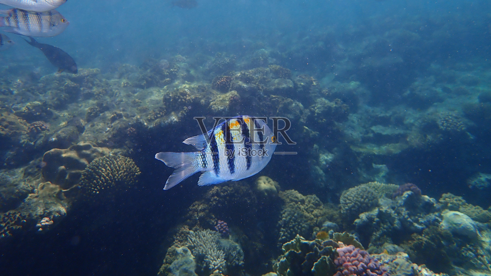 红海海底的阿布都笛鲷照片摄影图片