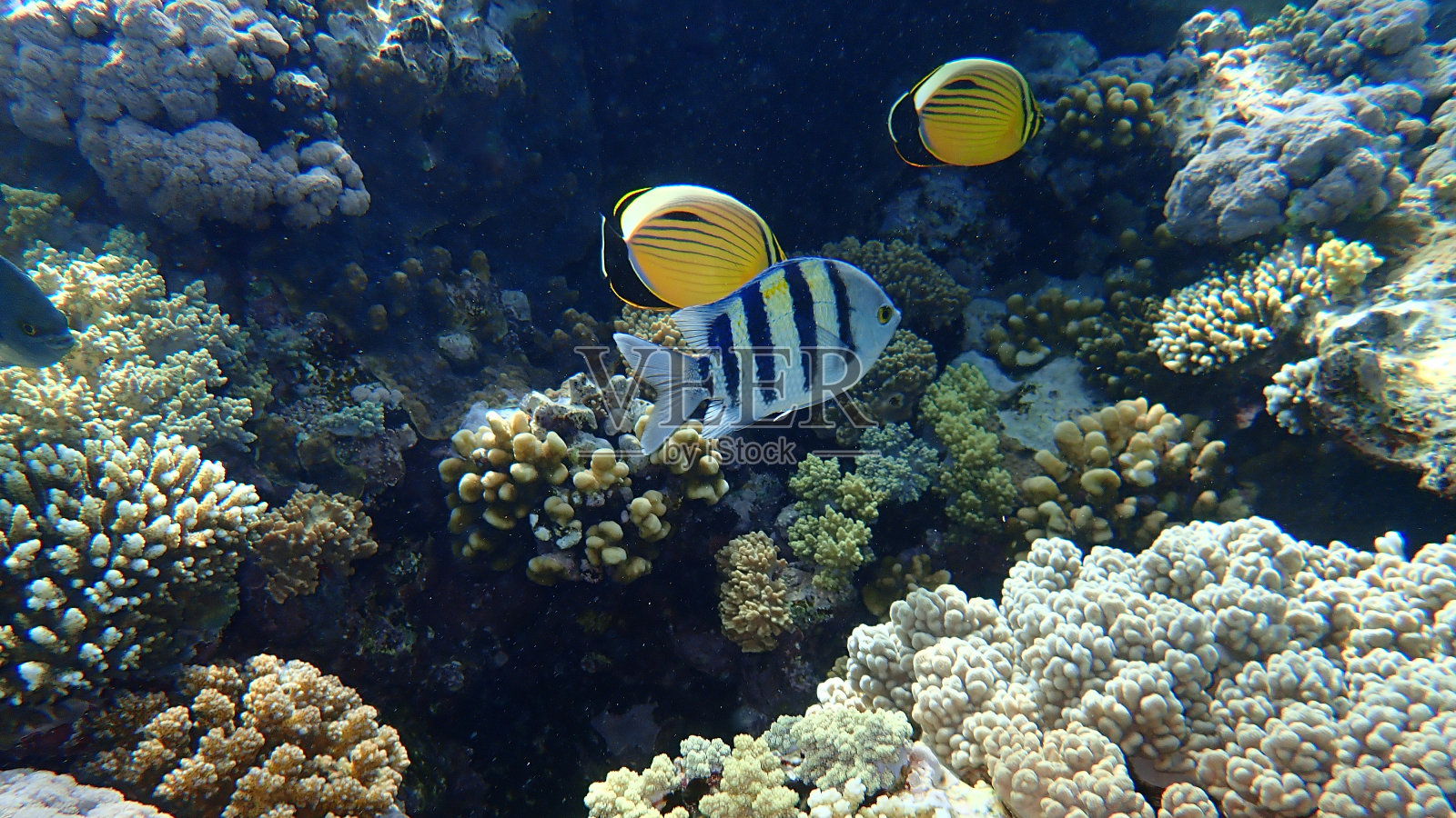 红海海底的阿布都笛鲷照片摄影图片