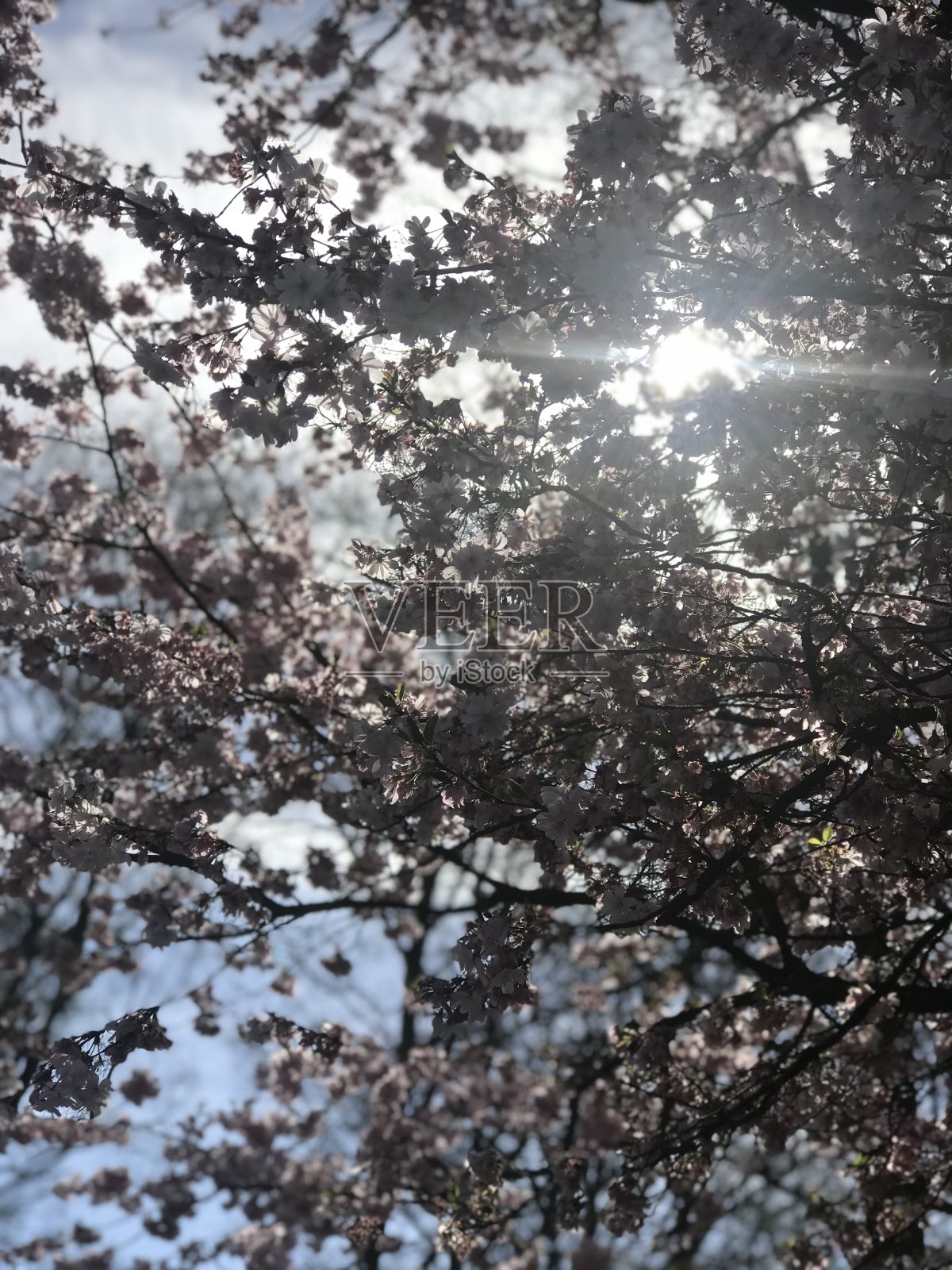 阳光穿过一棵树照片摄影图片