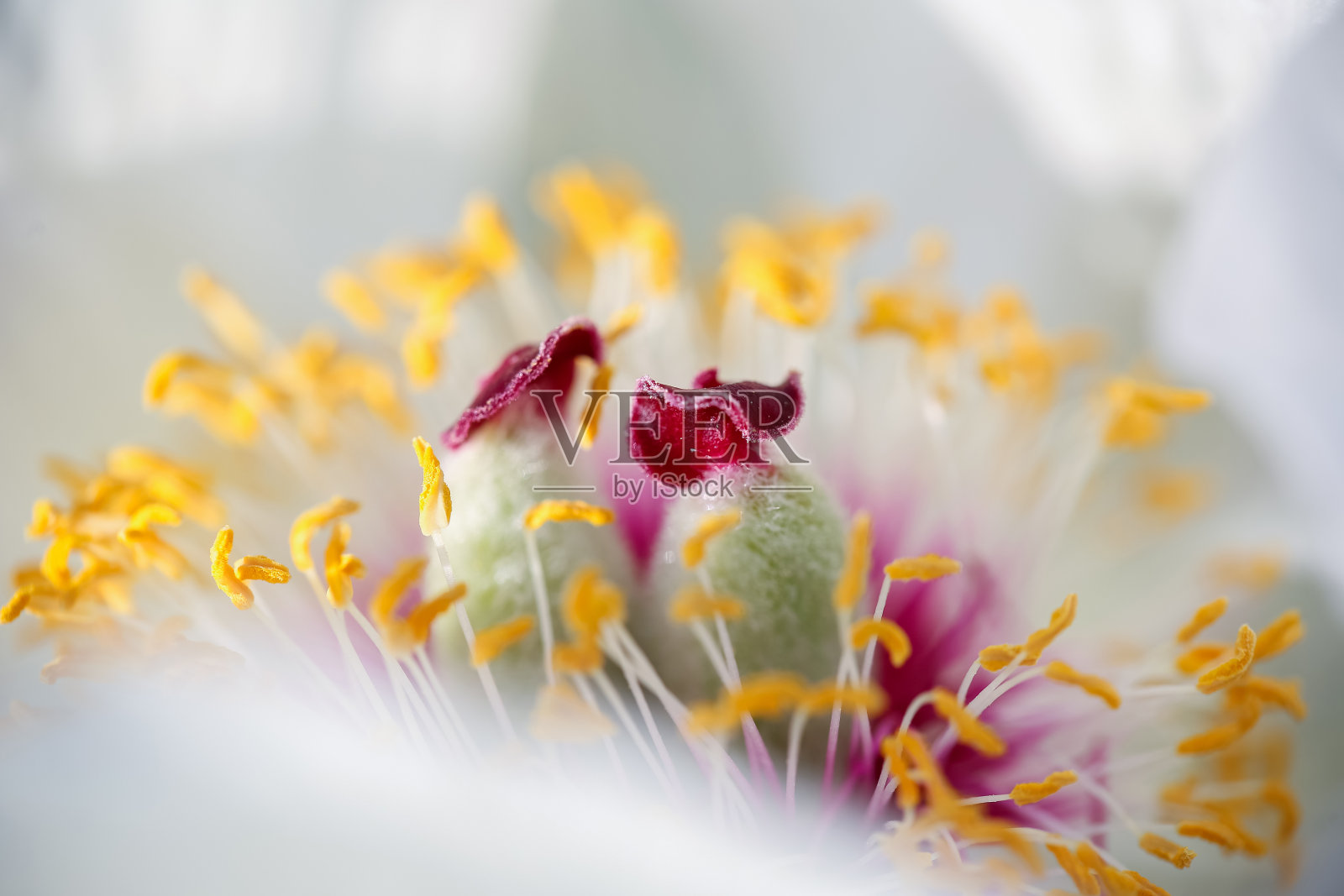 芍药属照片摄影图片