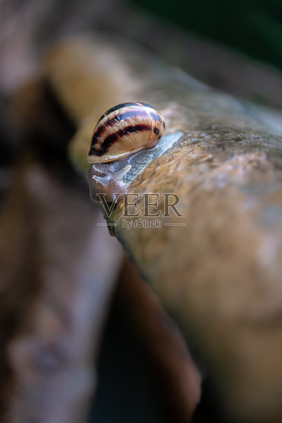 雨中的蜗牛照片摄影图片