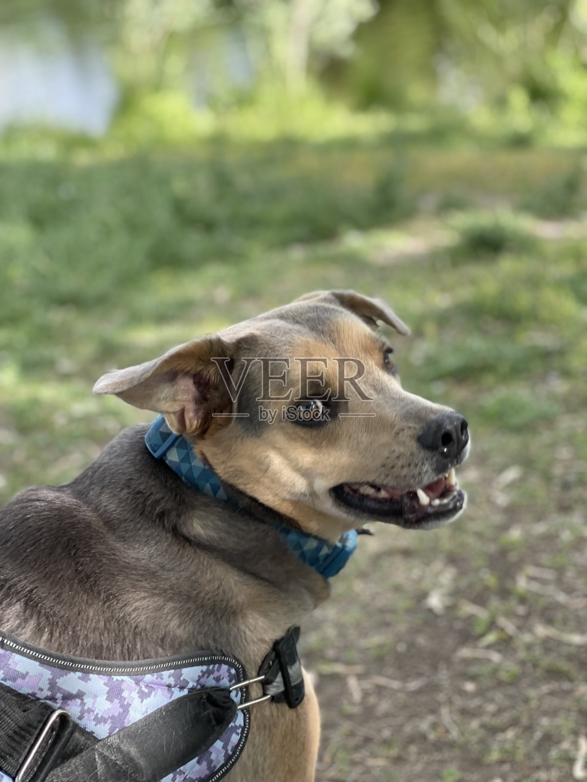 狗喜欢在公园外面玩耍照片摄影图片