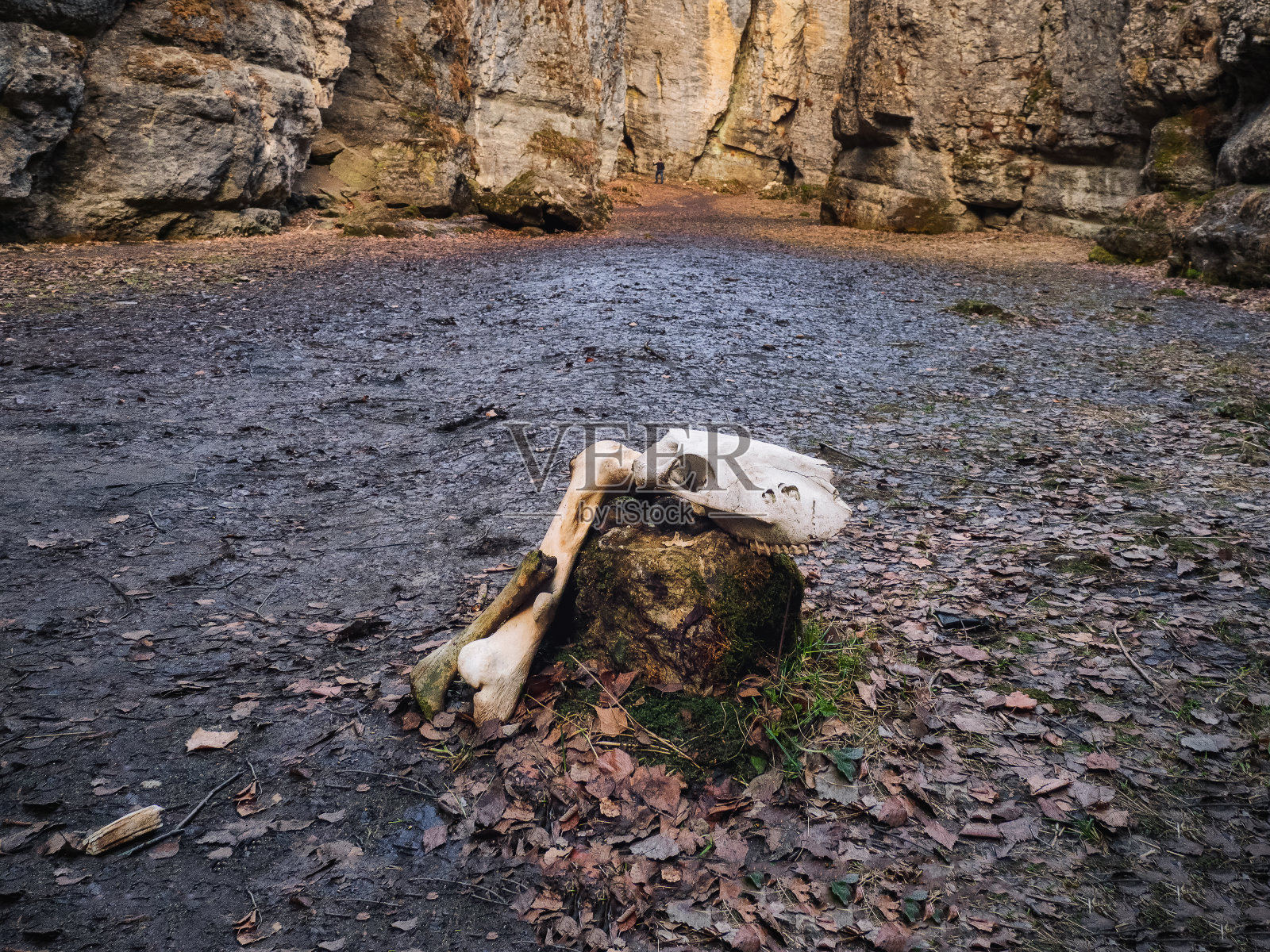 洞口地上有牛颅骨。照片摄影图片