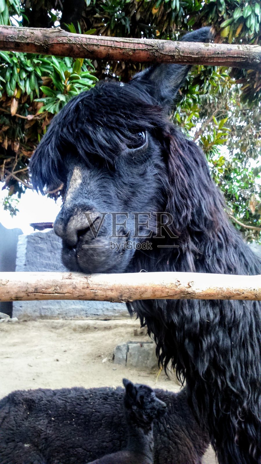 羊驼照片摄影图片