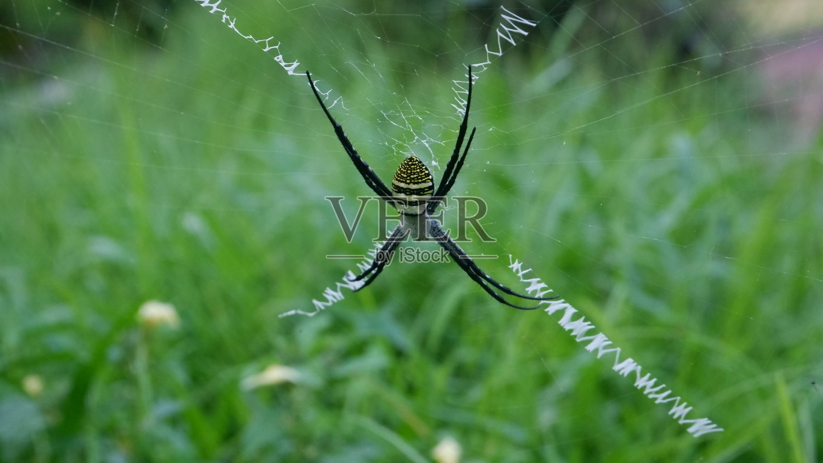 蜘蛛照片摄影图片
