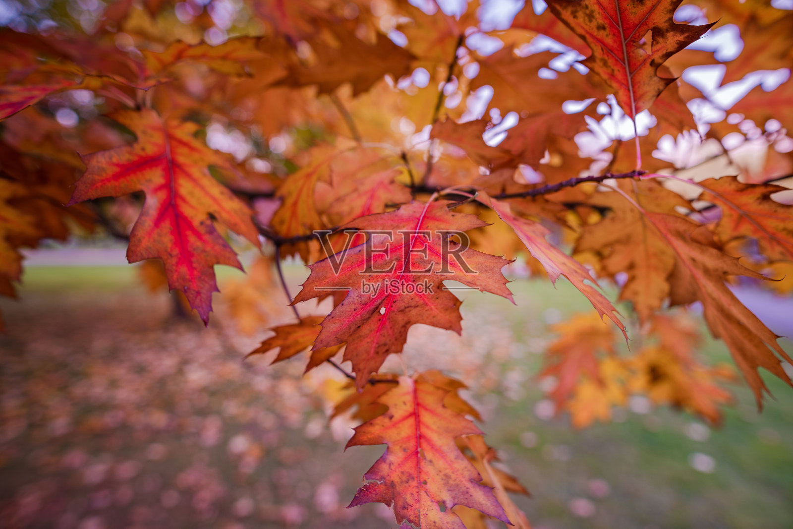色彩缤纷的秋季公园。自然美丽的秋天照片摄影图片