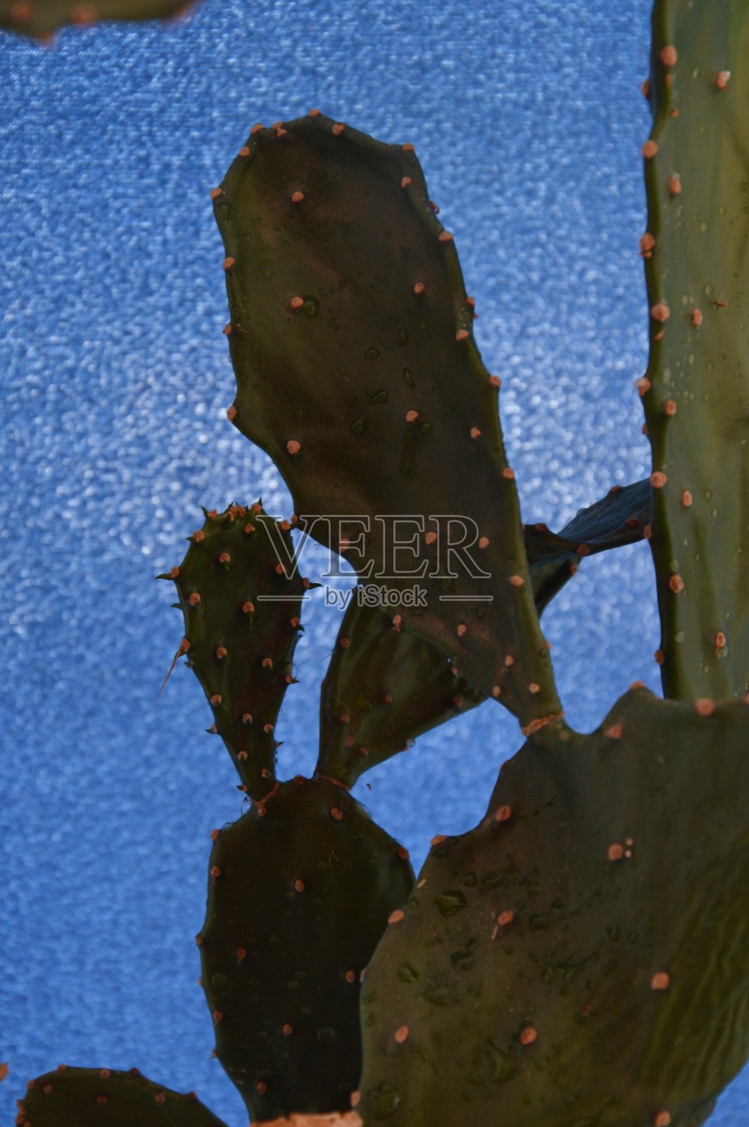 沙漠中的仙人掌照片摄影图片