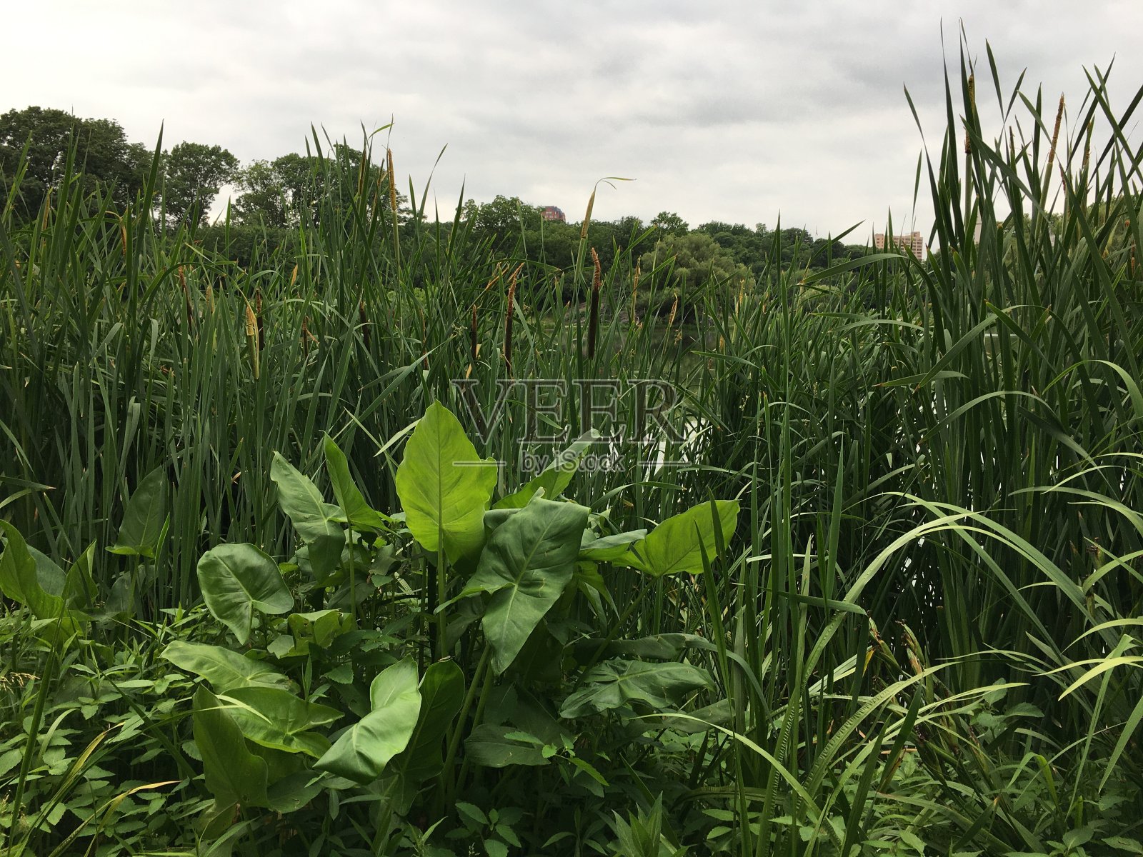 纽约曼哈顿中央公园的夏天。照片摄影图片