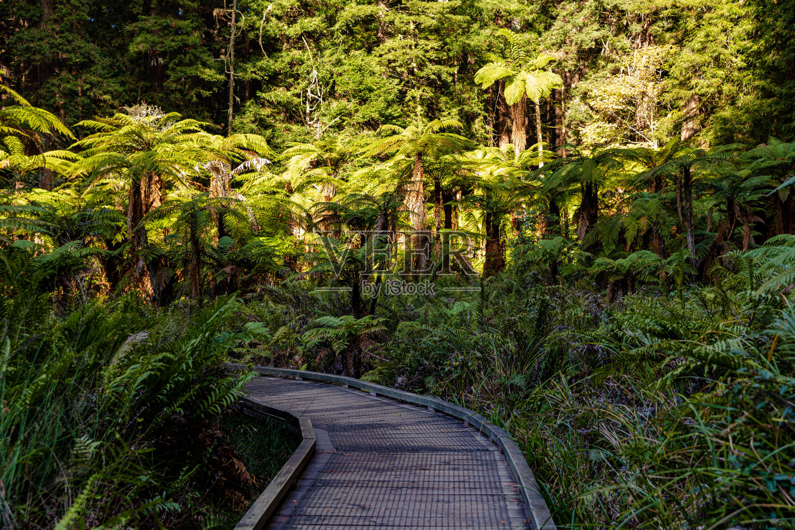 罗托鲁瓦红杉森林观景台照片摄影图片