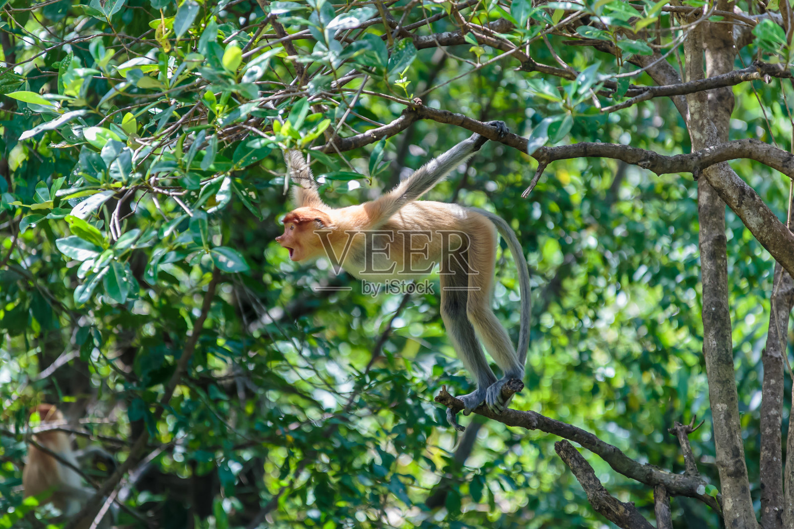 长鼻猴(幼虫鼻)照片摄影图片