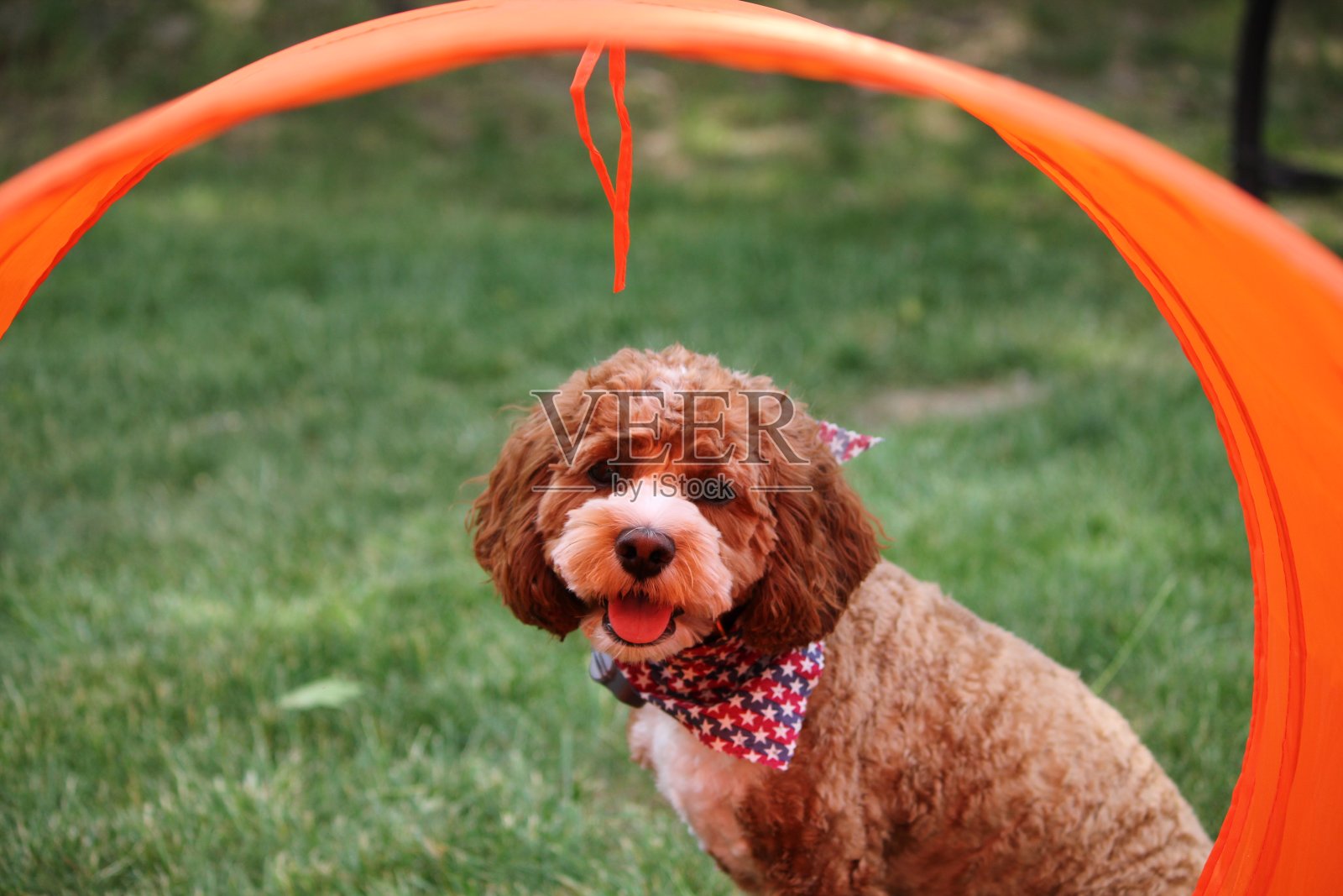 敏捷的狗照片摄影图片