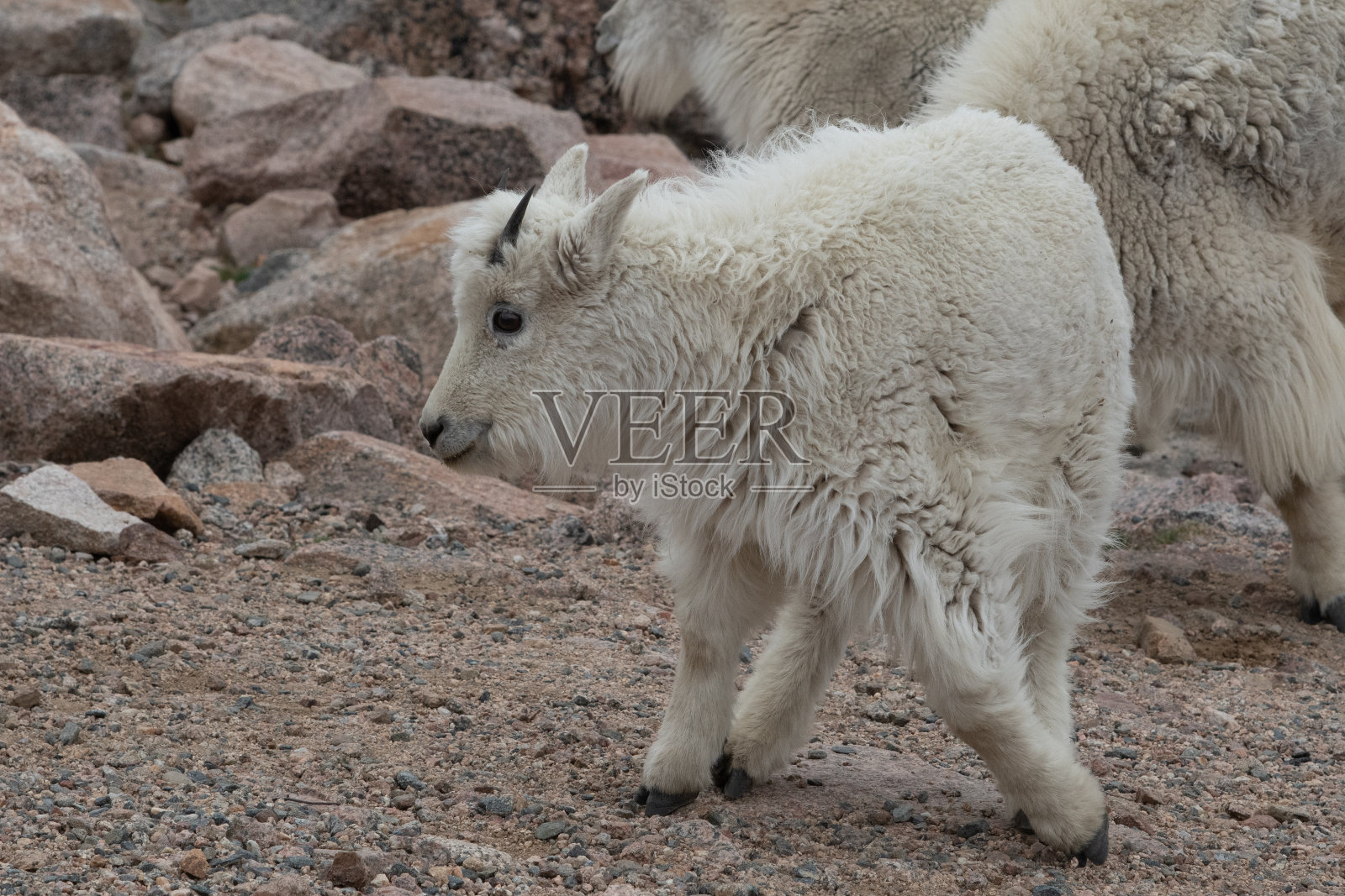 刚出生的山羊在14280英尺高的山顶上的岩石上爬上斜坡照片摄影图片