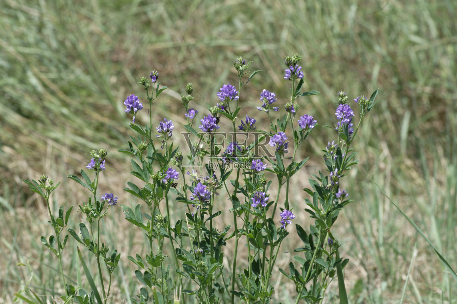紫花苜蓿(紫花苜蓿)照片摄影图片