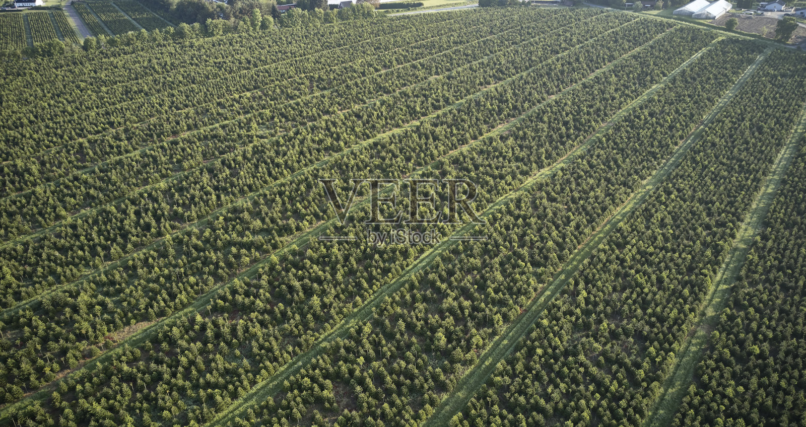 圣诞树生产照片摄影图片