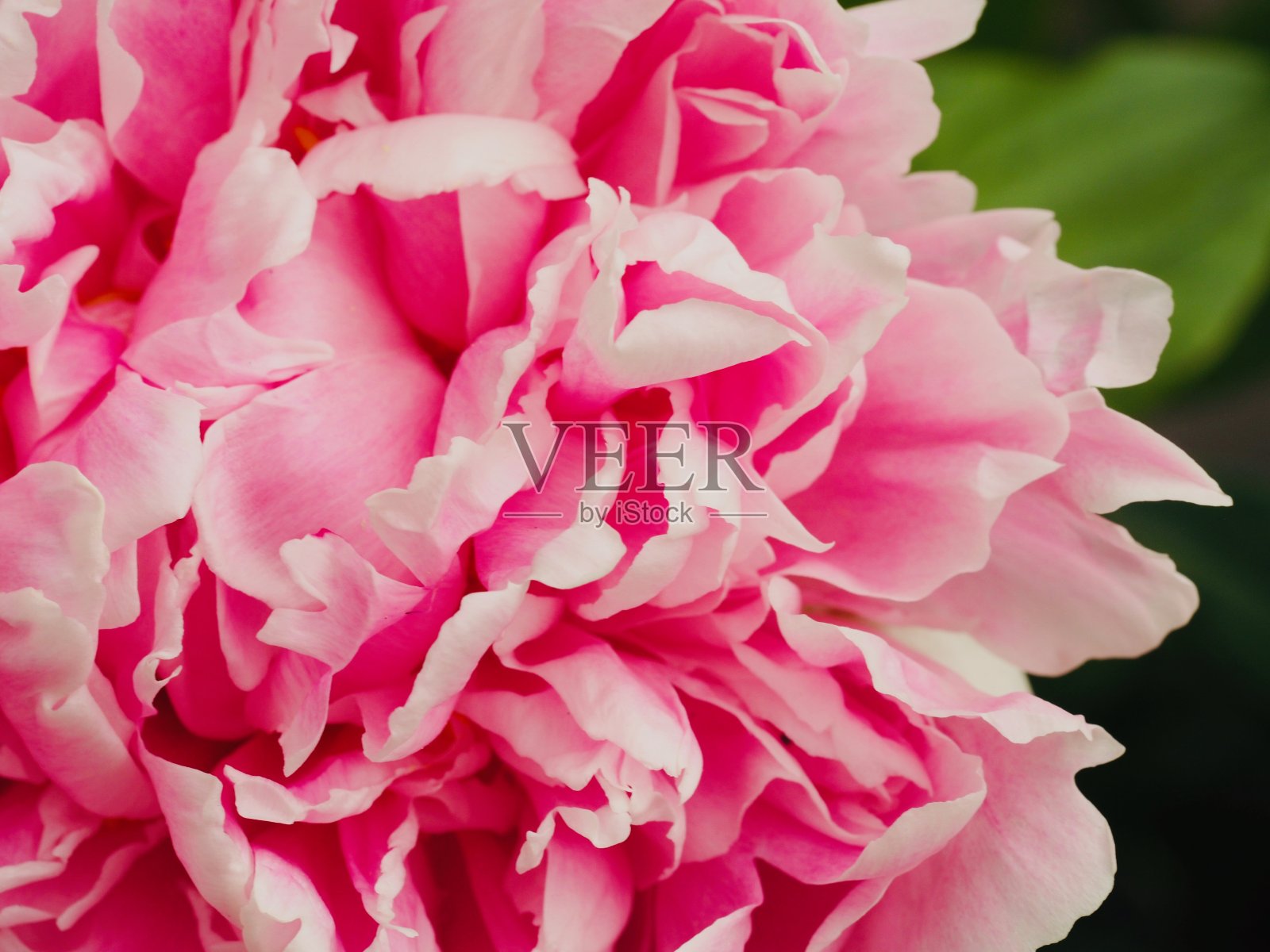 粉色芍药照片摄影图片