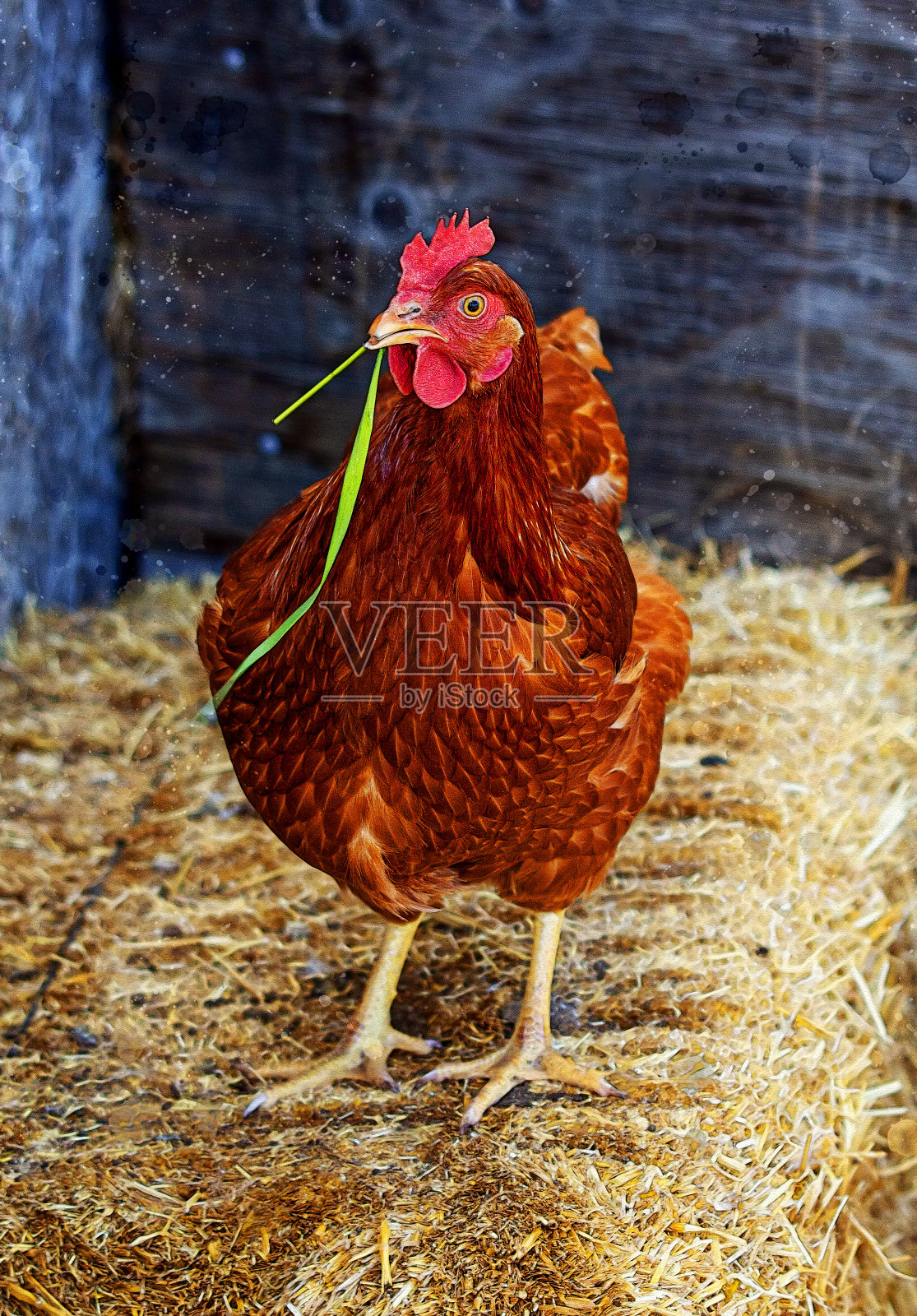 草黄鸡照片摄影图片