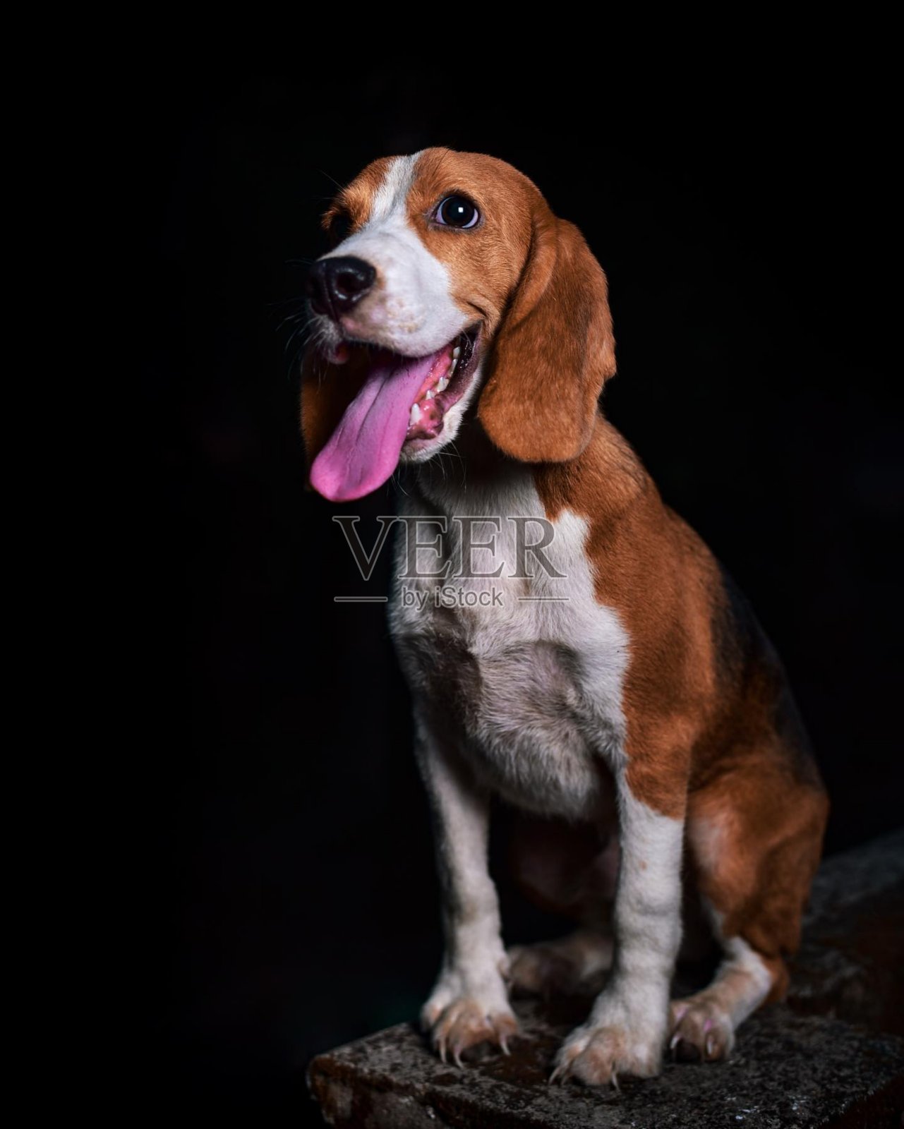 黑色背景上的棕色狗照片摄影图片