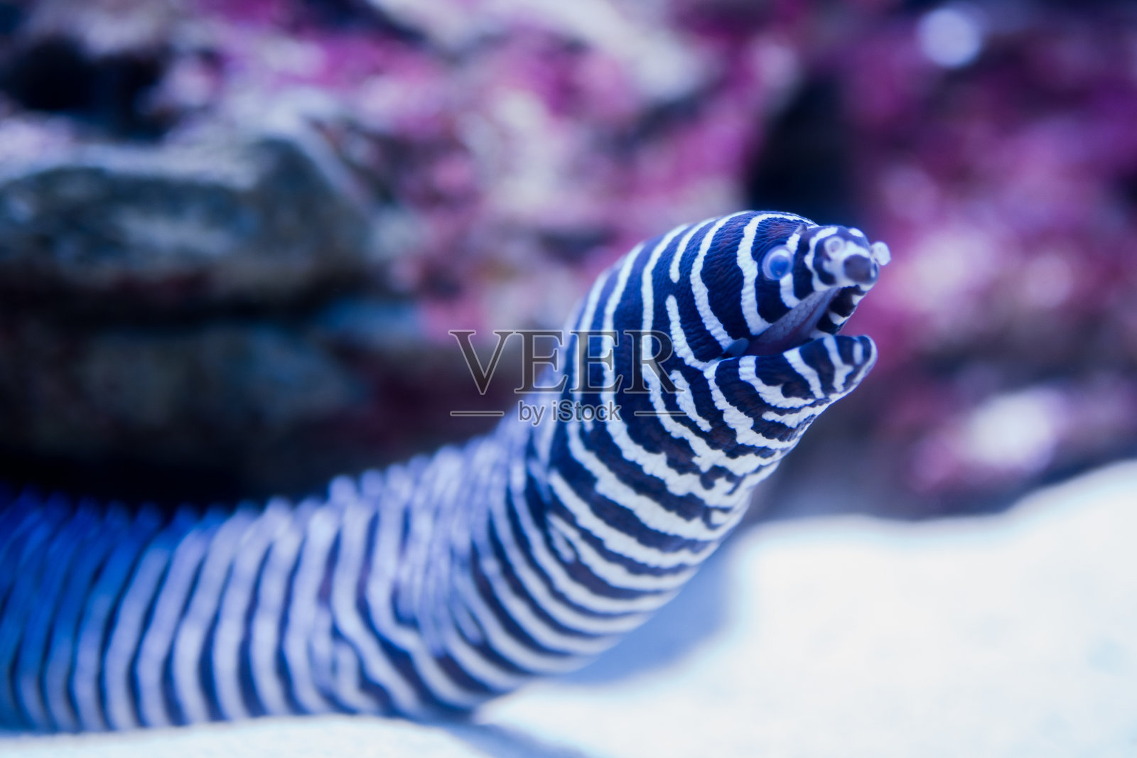 剥夺了宝莲寺照片摄影图片