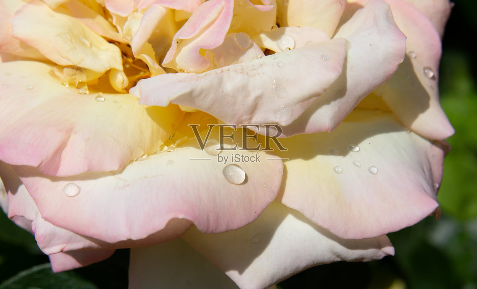 抽象模糊的背景-花瓣茶黄粉玫瑰特写微距与雨滴露珠照片摄影图片