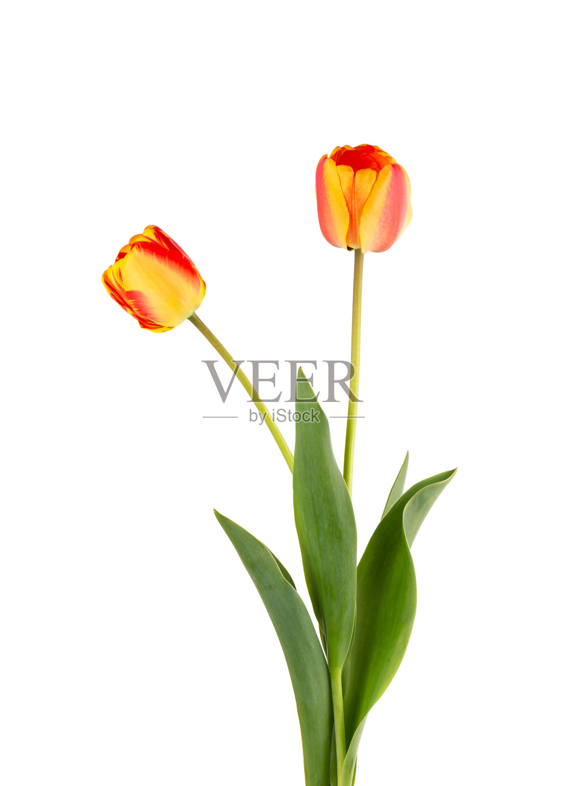 带有叶子的郁金香花，孤立在白色背景上。美丽的春天的花朵。照片摄影图片