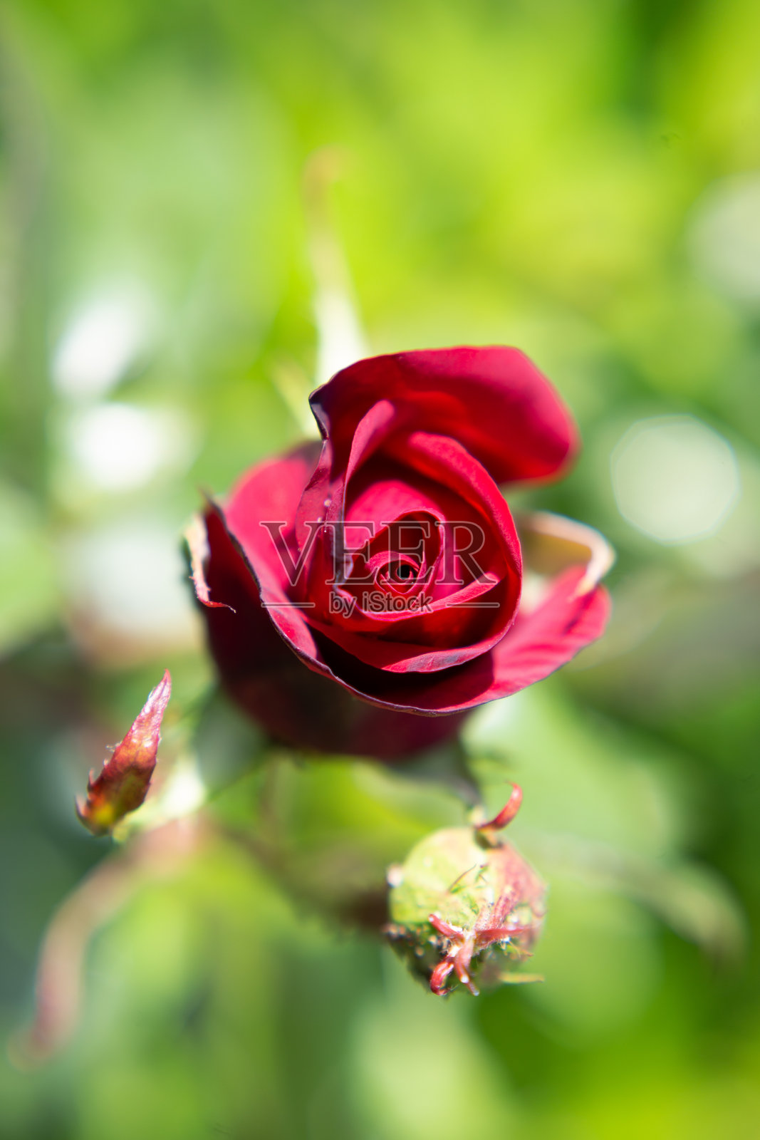 近距离观察，一个红勃艮第茶的蓓蕾在露珠中绽放。花的背景。垂直照片摄影图片