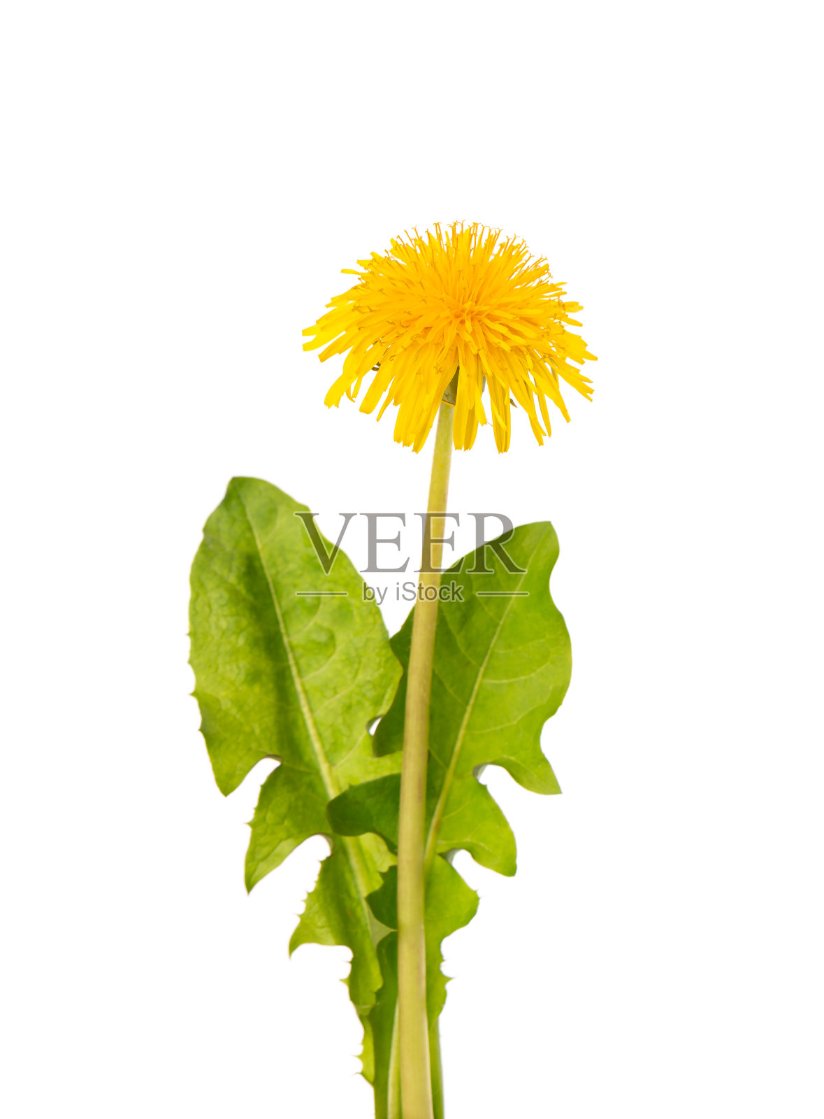 蒲公英花与叶，孤立在白色的背景。草药。照片摄影图片