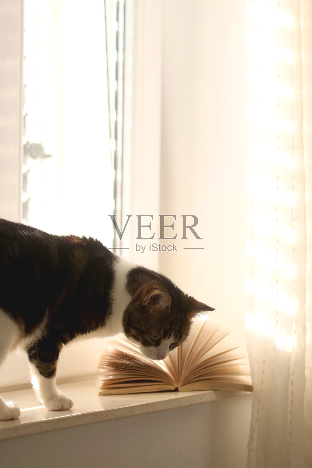 猫的书照片摄影图片