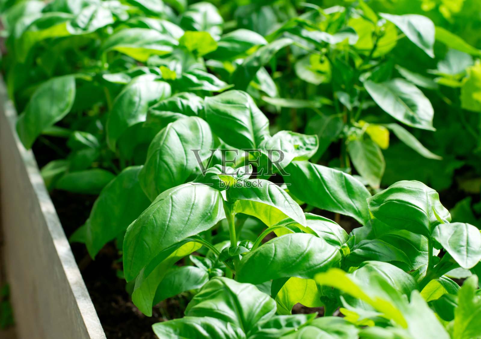 绿色罗勒生长在花园床上照片摄影图片