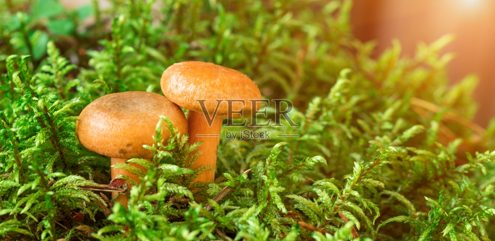 两个藏红花牛奶蘑菇苔藓。松乳菇特写。森林蘑菇。有选择性的重点照片摄影图片