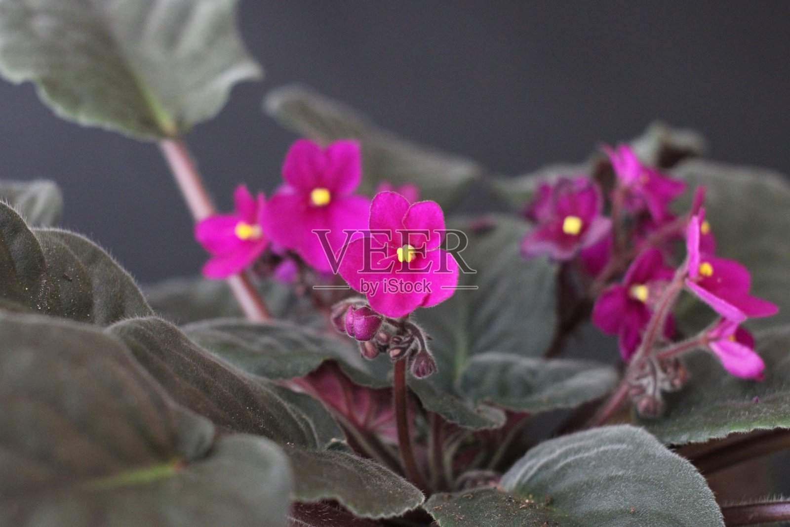 自然和花照片摄影图片