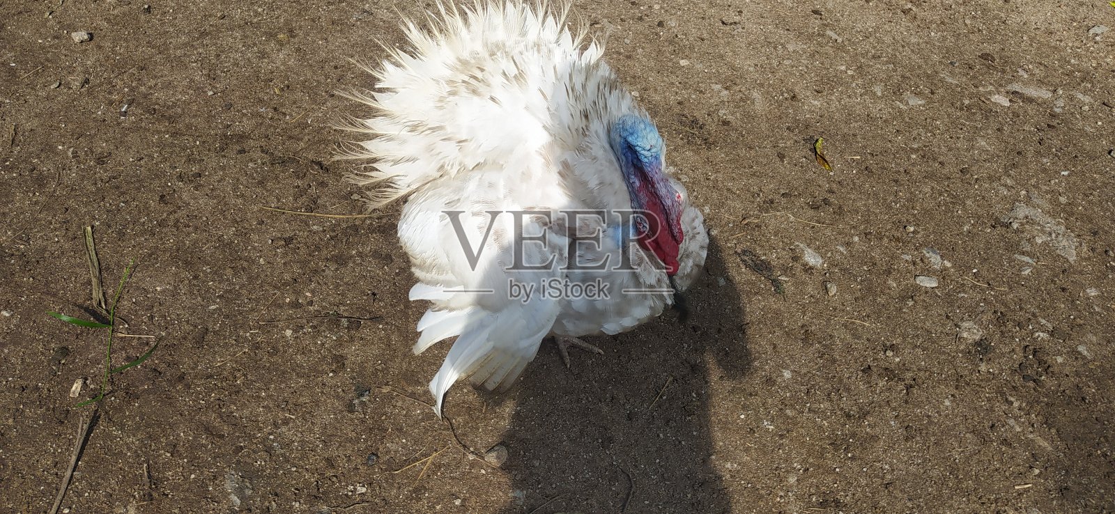 白色火鸡照片摄影图片