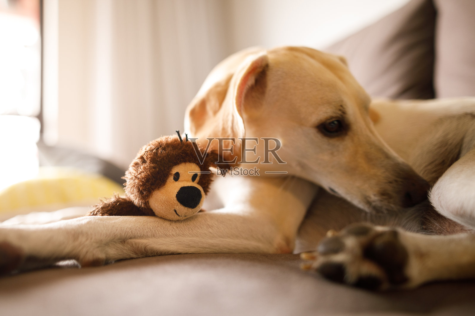 狗抱着毛绒玩具，躺在沙发上照片摄影图片