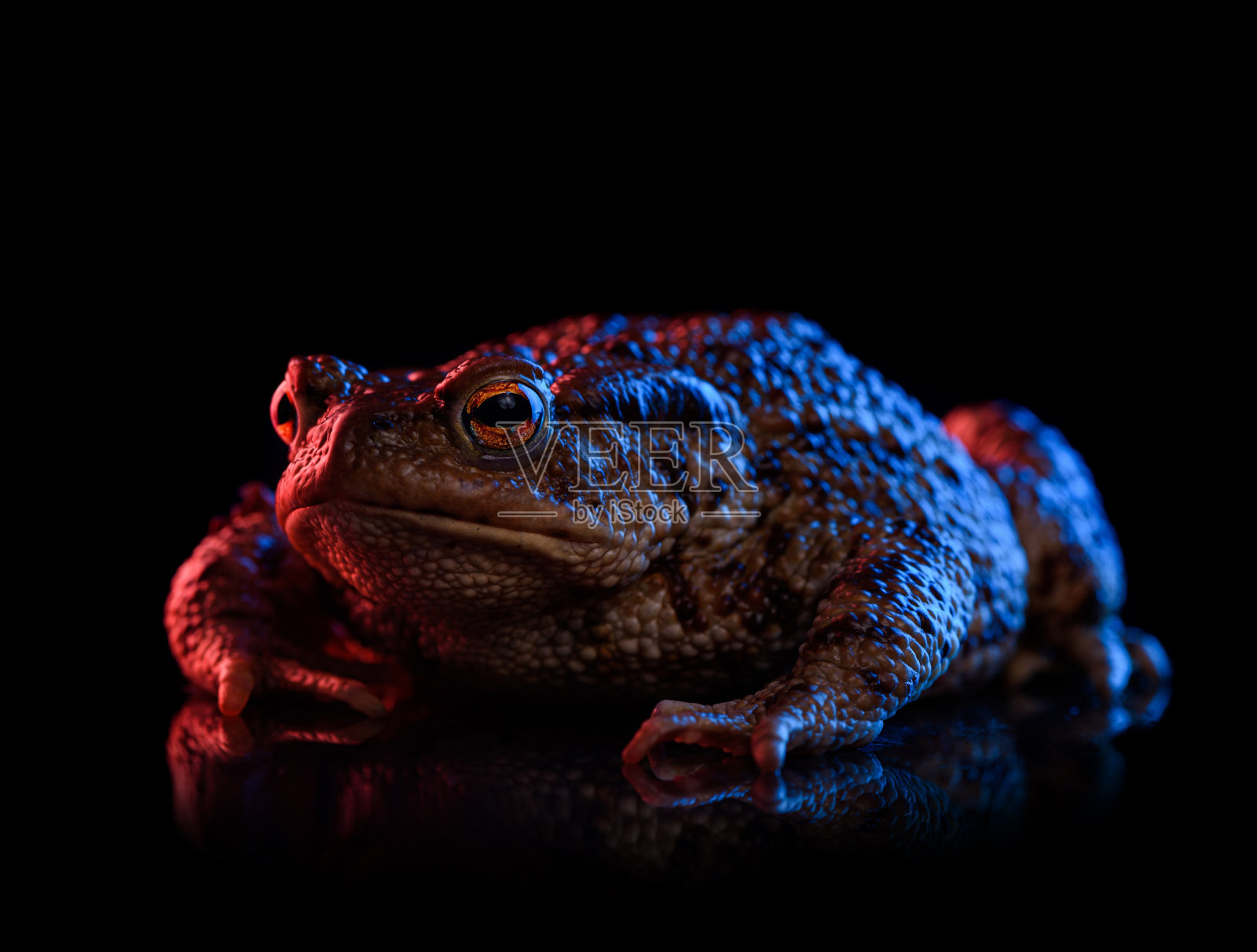 常见的蟾蜍肖像在红色和蓝色霓虹灯孤立在黑色照片摄影图片