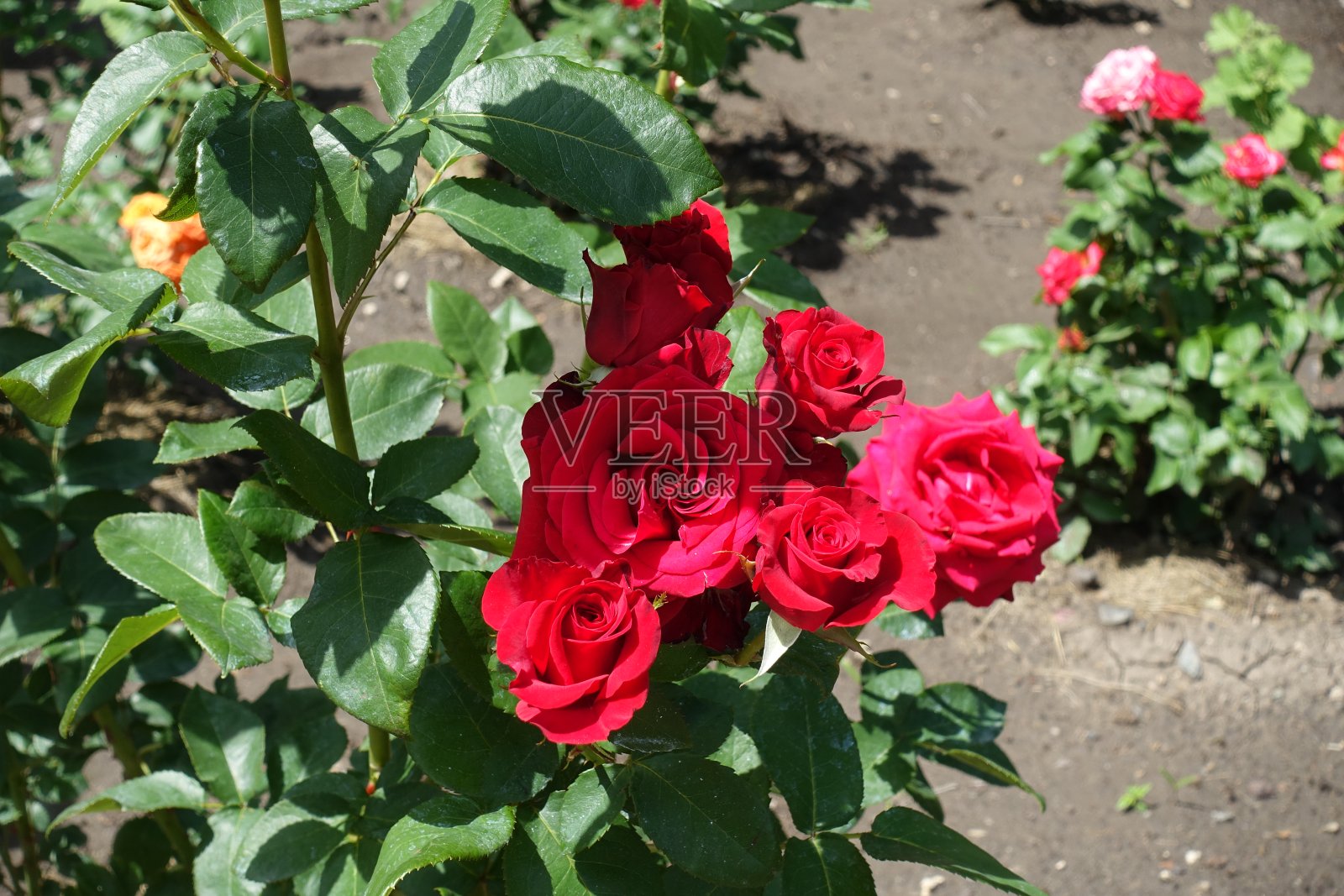 六月的重瓣红玫瑰照片摄影图片