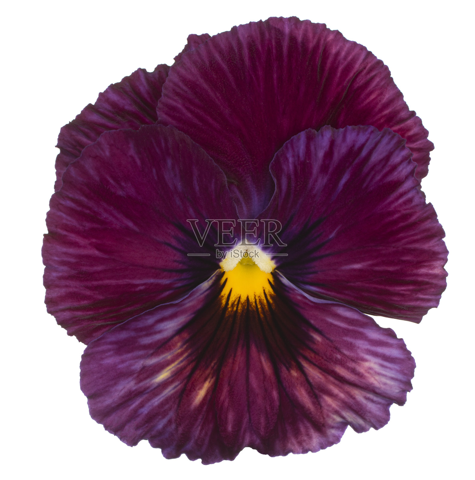 花孤立照片摄影图片