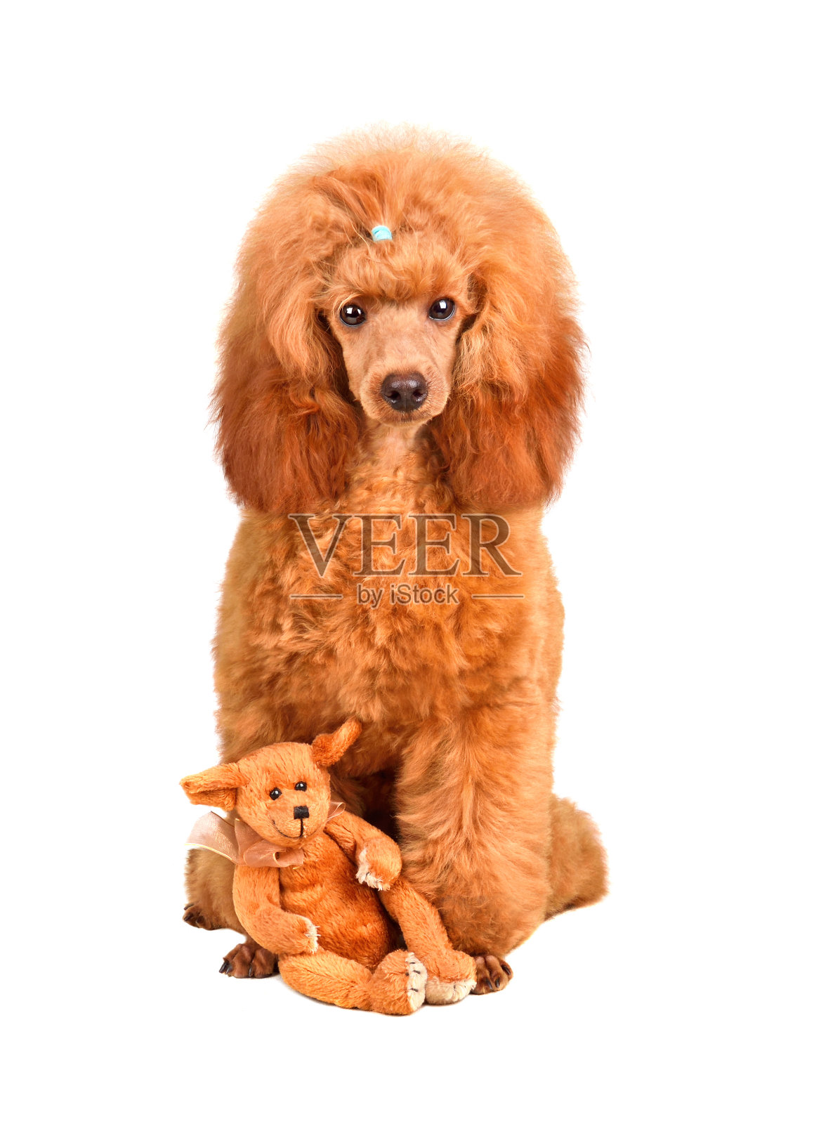 可爱的玩具狮子狗小狗照片摄影图片