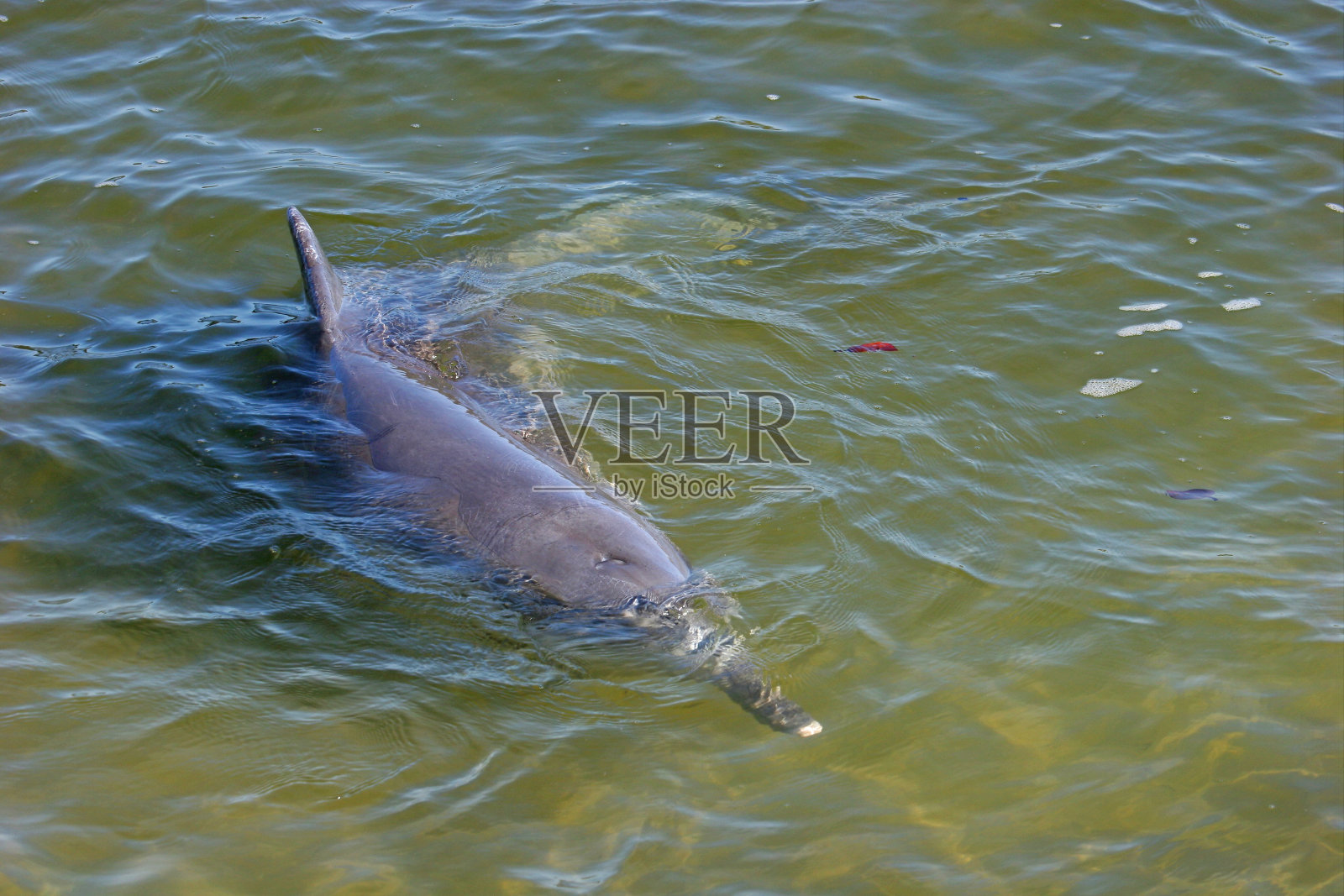 印度太平洋驼背海豚照片摄影图片