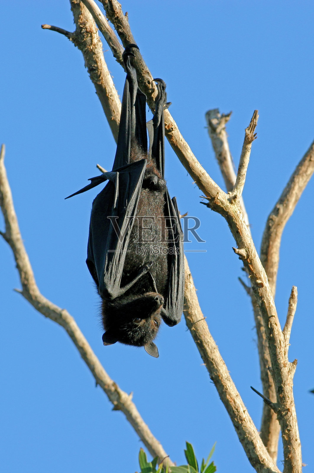 黑狐蝠照片摄影图片