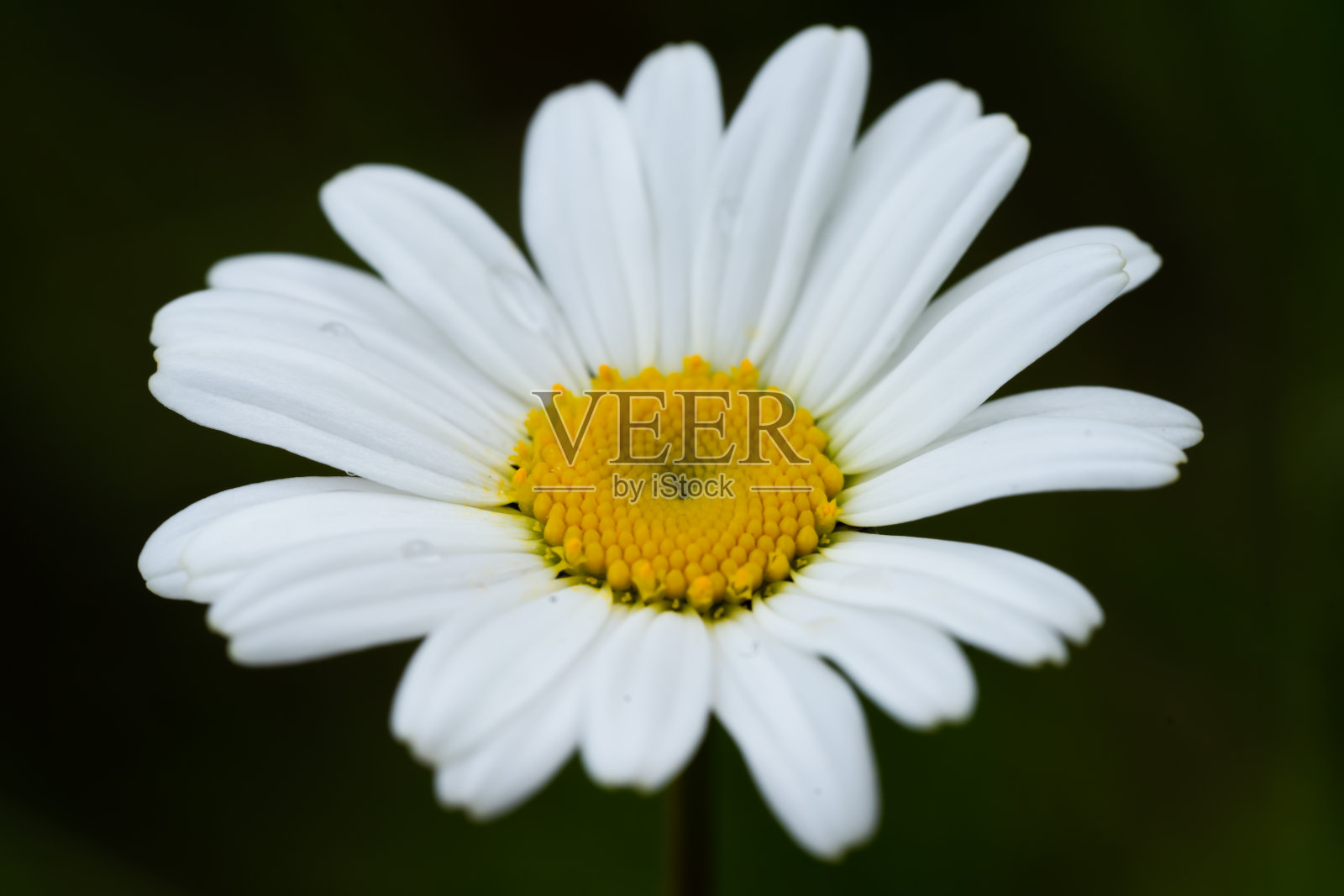 夏天戴西照片摄影图片