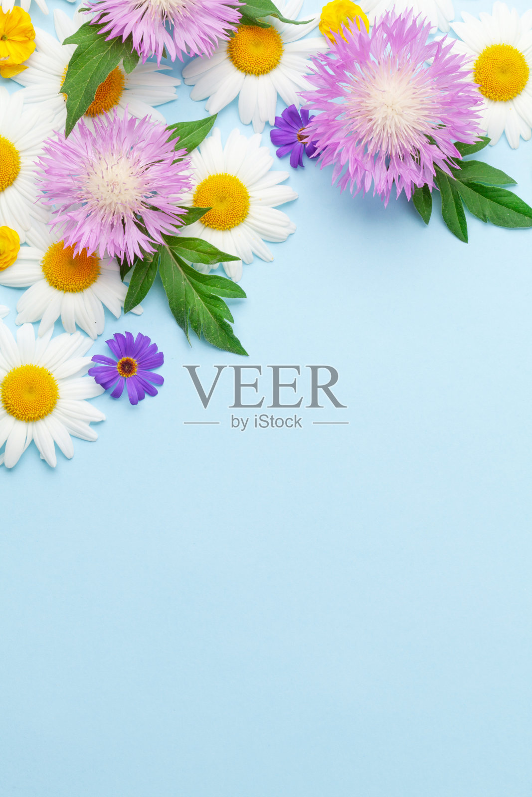 蓝色背景上点缀着五颜六色的花园花朵照片摄影图片