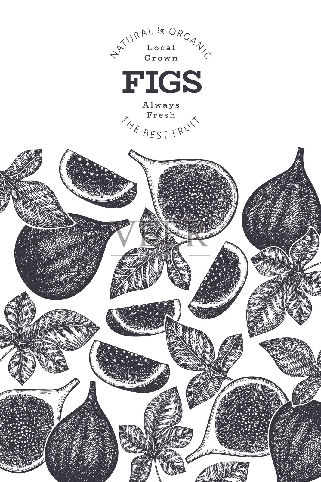 手绘无花果水果设计模板有机插画图片素材