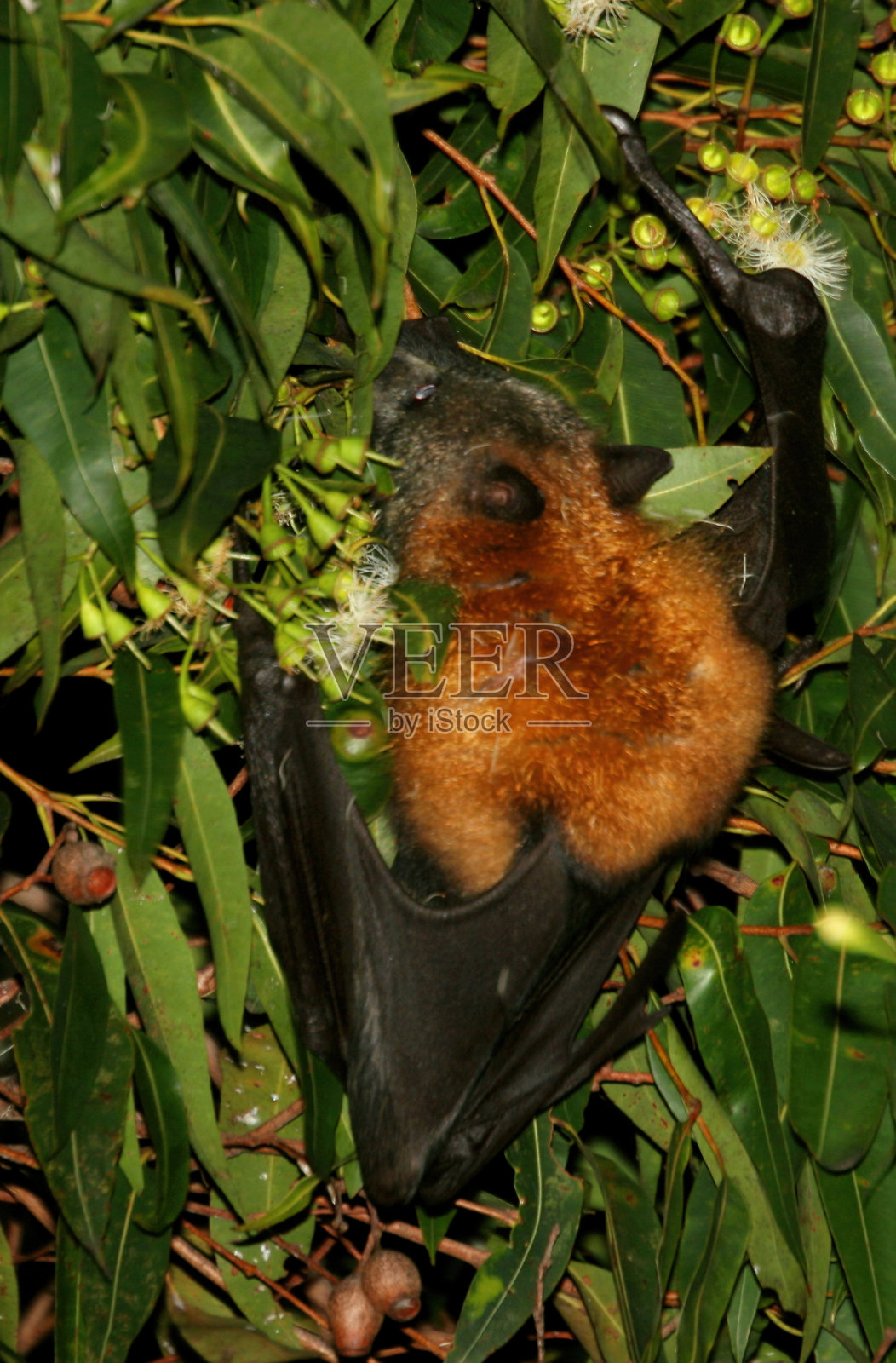 灰色头发狐蝠照片摄影图片
