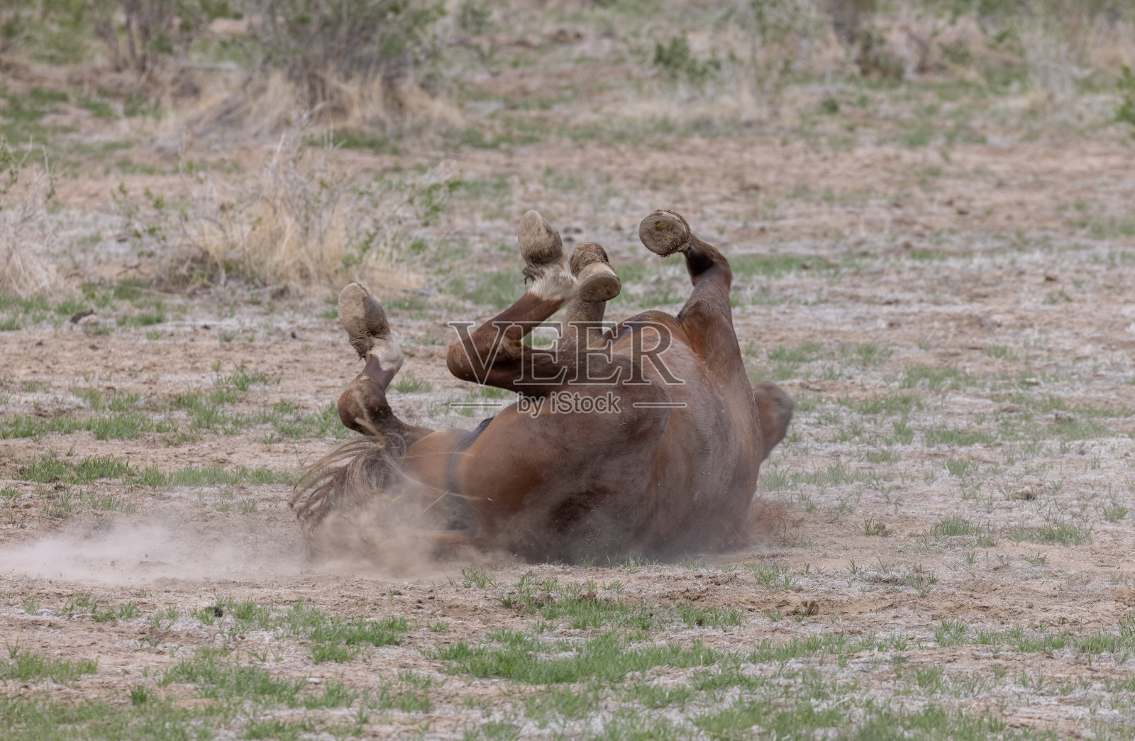 犹他沙漠的野马照片摄影图片